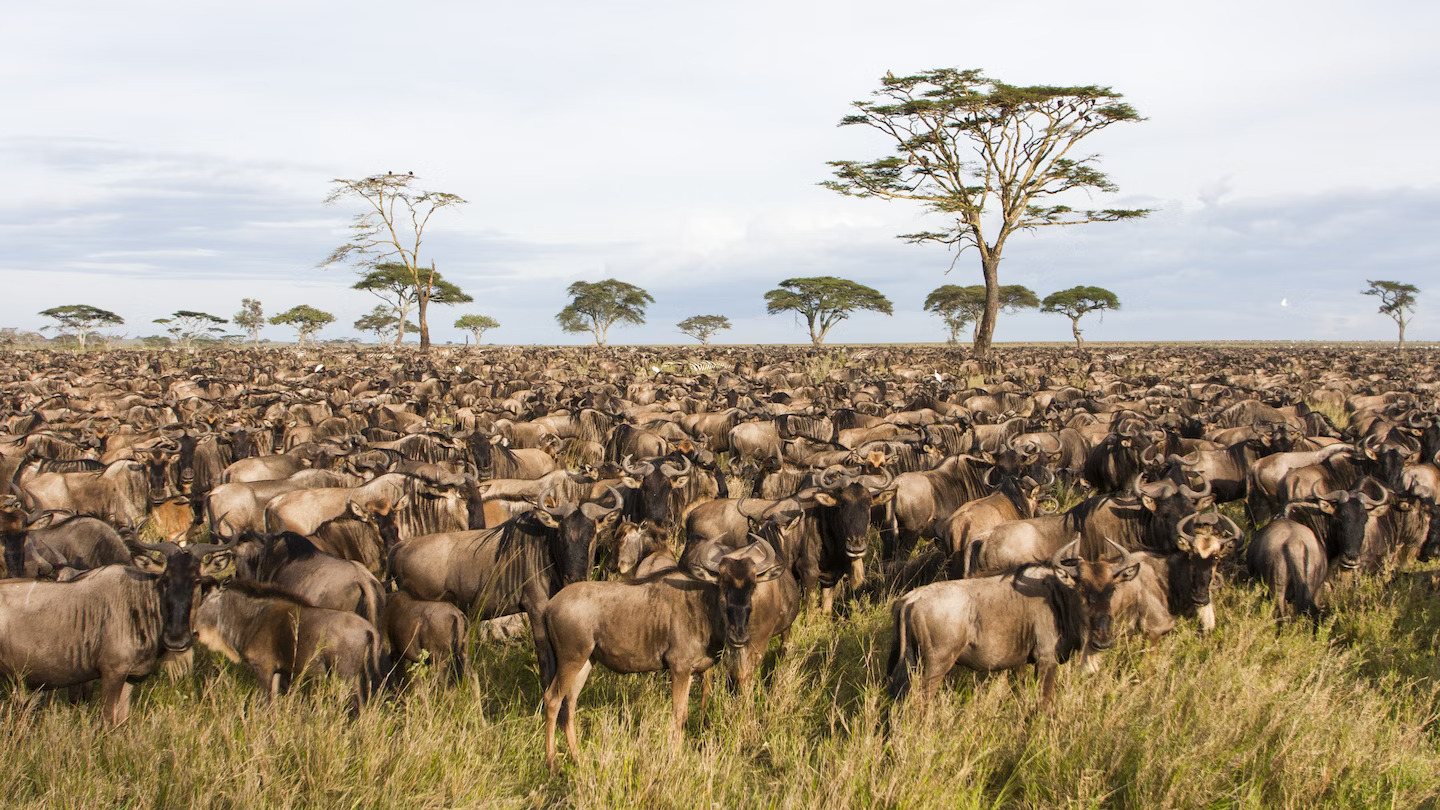 8 Days Tanzania Safari - Migration and Culture