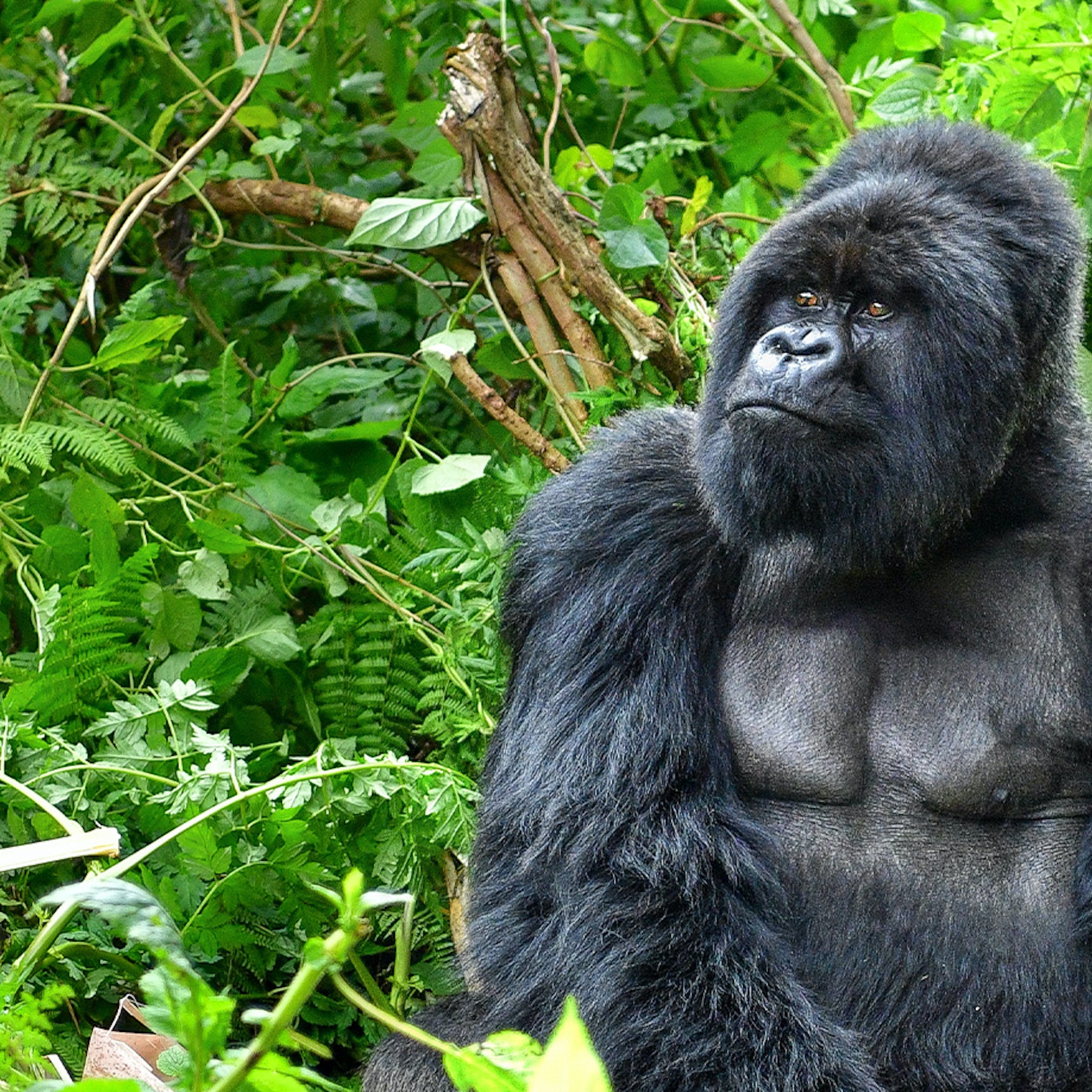 4 Days Rwanda Double Gorilla Trekking