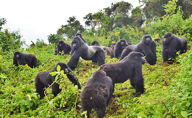 5 Days Uganda Gorillas & Wildlife Safari