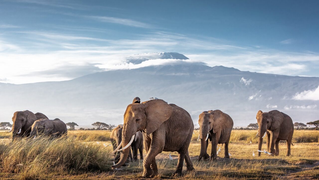 Herd of African Elephants in Front of Kilimanjaro