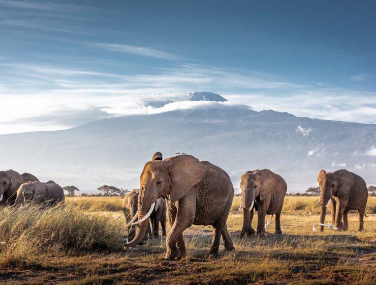 Herd of African Elephants in Front of Kilimanjaro