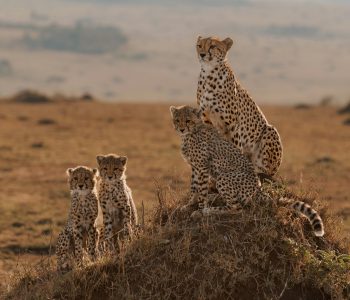 A Cheetah Family in Africa